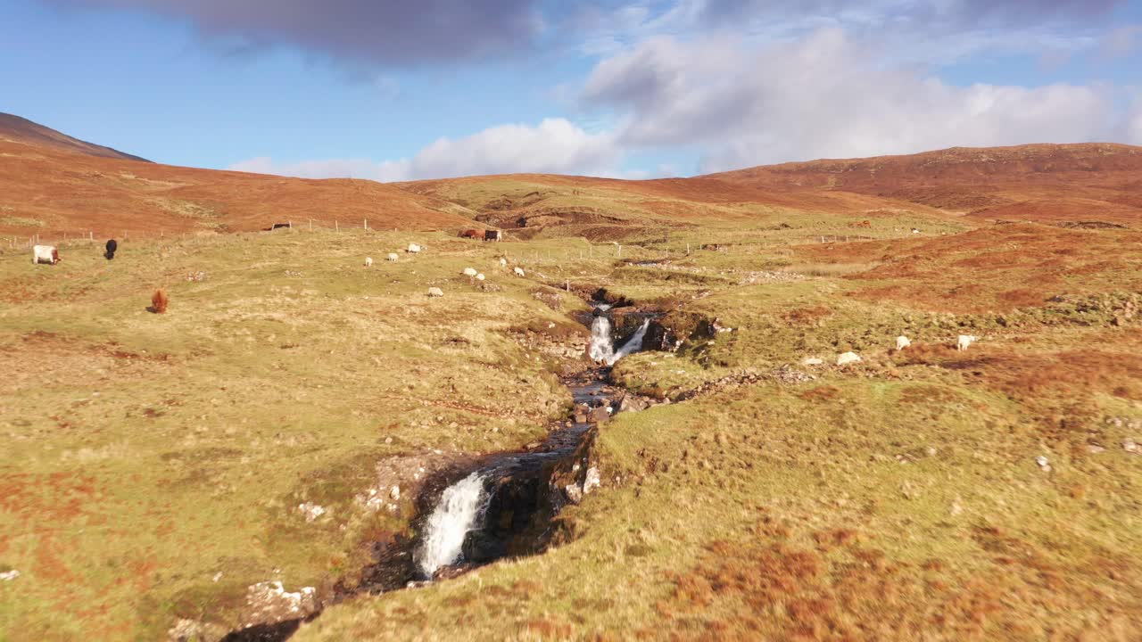 Sorvolo aereo con drone di una cascata con mucche a Fairy Glen, nell'isola di Skye, Scozia, in autunno.