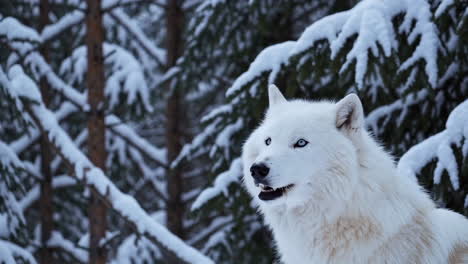 white wolf howling in snowy forest