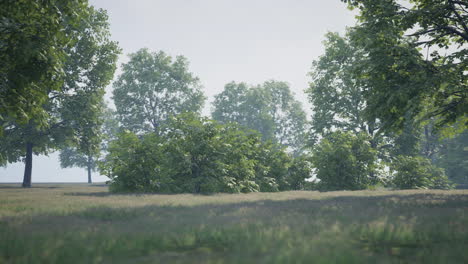 green trees in park and sunlight