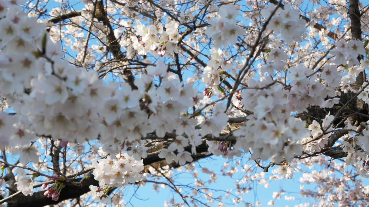 満開の桜の木が風に吹かれて、踊るように枝を躍動させます。