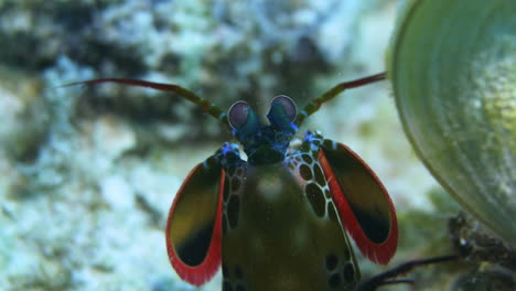 un increíble camarón mantis de colores caminando por los corales del fondo del océano y deteniéndose mostrando sus hermosos colores