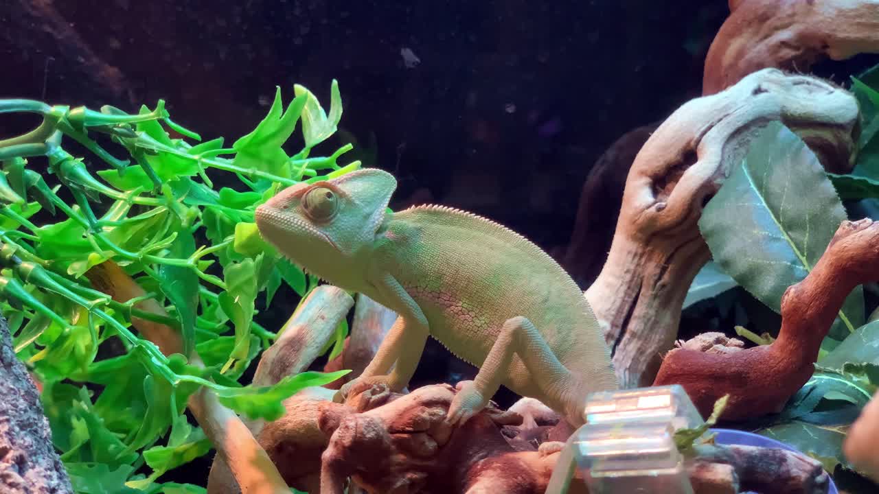 Tropical chameleon reptile sitting on tree branch reptilian pet shop display