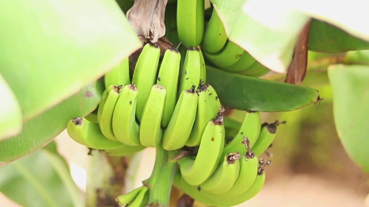 초록색 바나나  ⁇ 어리