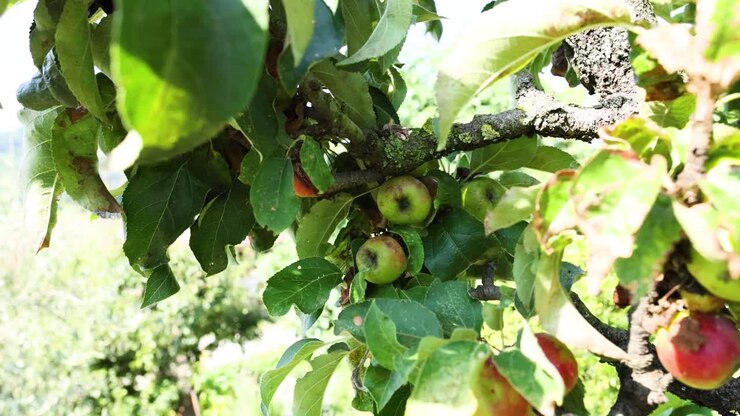 Mele mature che pendono dai rami degli alberi