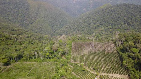 Kaffeeplantage-Im-Bolivianischen-Bergdschungel