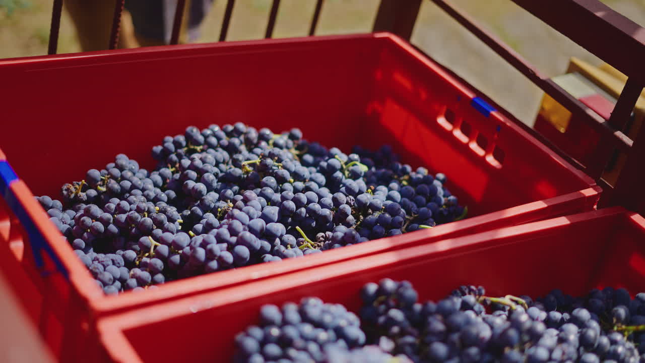 Harvesting Red Grapes in Bins