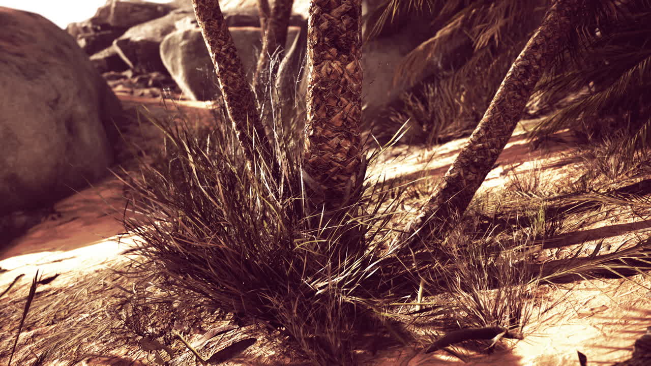 ⁇ 스 오아시스 트레일 은 국립 공원 에 있는 많은 인기 있는 산책 중 하나 이다