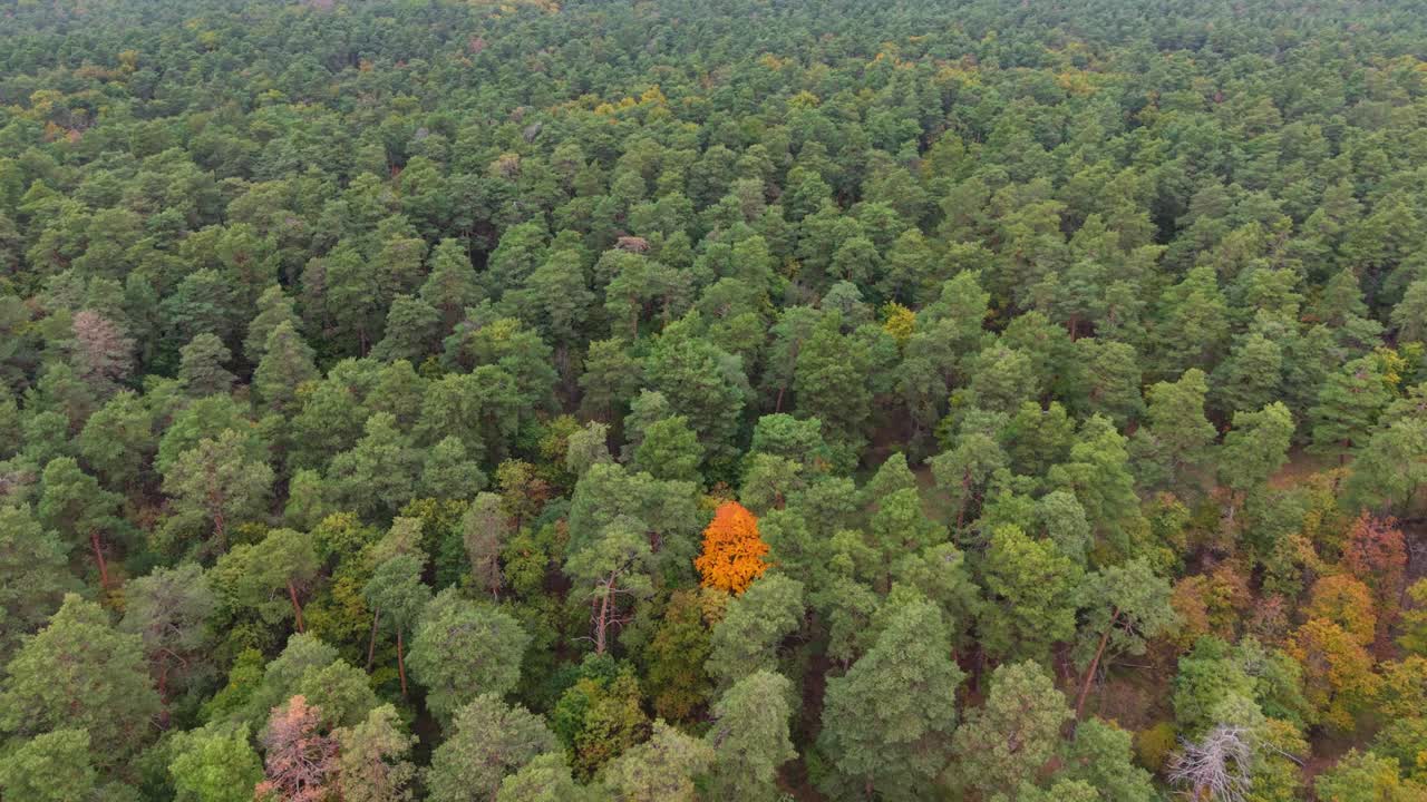 A drone video of a green forest with one vibrant orange-yellow autumn tree standing out among the evergreens. The striking contrast highlights the change of seasons in a natural woodland environment