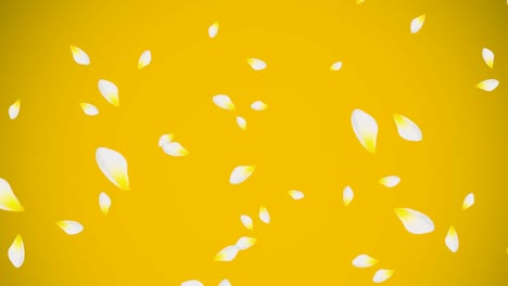White-and-yellow-flower-petals-floating