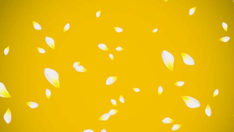 white and yellow flower petals floating