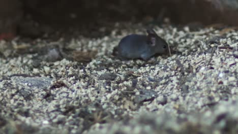 domestic mouse feeding in house garden