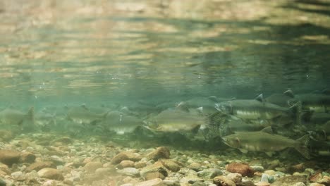 school of pink salmon in a shallow stream in british columbia, canada