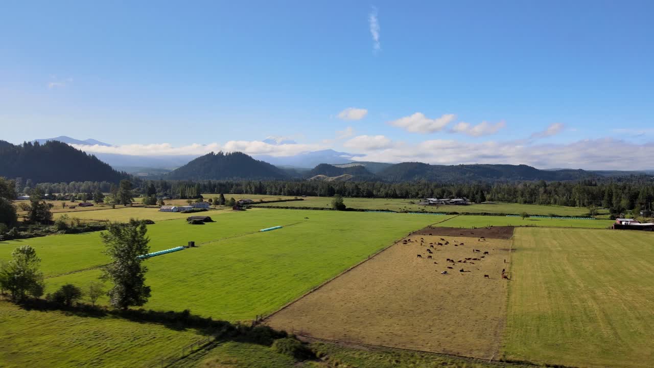 una toma aérea de una granja de enumclaw con ganado con mt rainier detrás