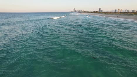 La-Franja-De-Arena-Con-Una-Playa---Cría-De-Foca-Nadando-En-El-Agua-Ondulada