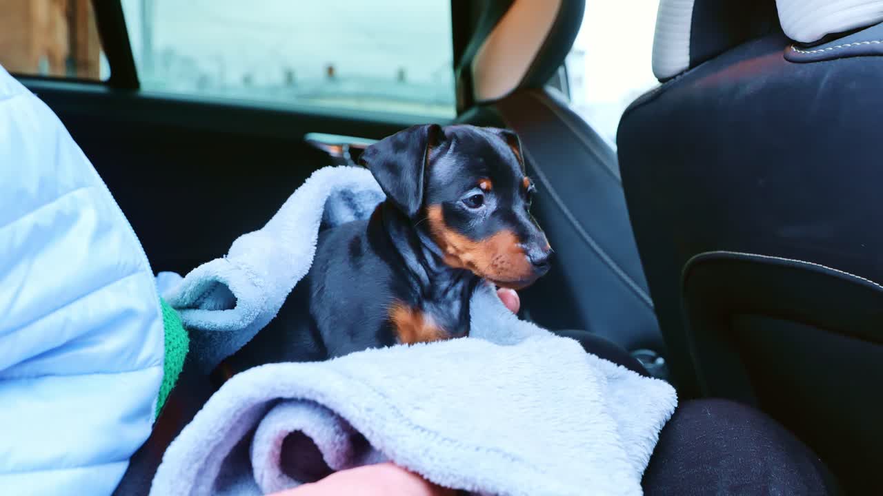 A tiny Miniature Pinscher puppy shivers slightly while wrapped in a blanket