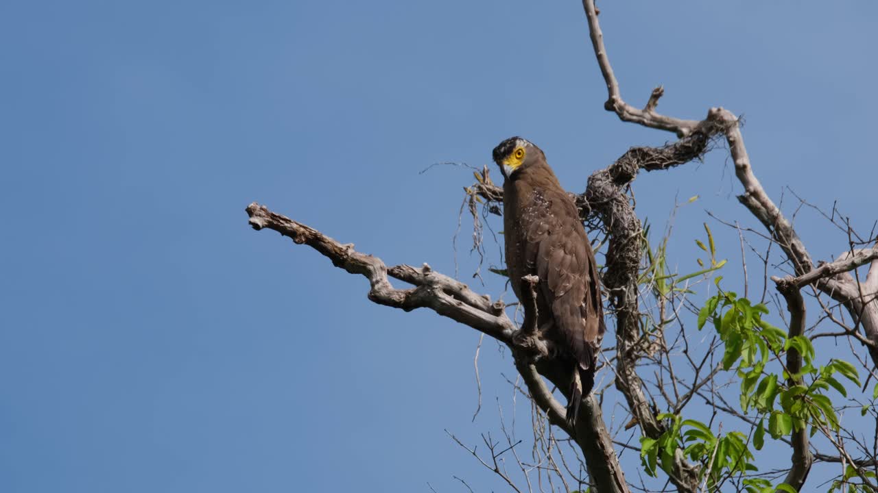 mirando hacia abajo desde donde estaba encaramado, un águila serpiente de cresta spilornis cheela está descansando cómodamente en una rama desnuda de un árbol alto dentro del parque nacional kaeng krachan en tailandia