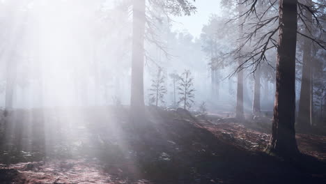 sunlight breaking through the fog in a dense forest
