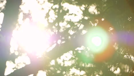 sunlight through leaves lens flare