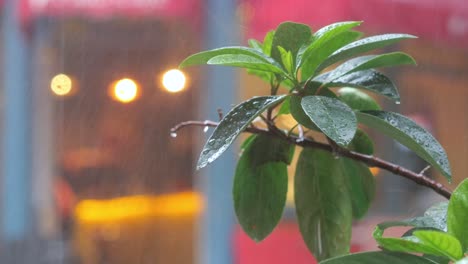 rainy day with water drops on leaves