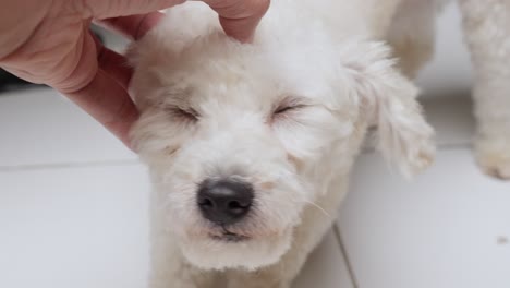 Rascarse-La-Mano-Y-Acariciar-Suavemente-La-Cabeza-Del-Caniche-De-Juguete-Blanco,-Cerrar