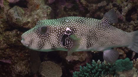 Pufferfish-close-up-at-the-camera