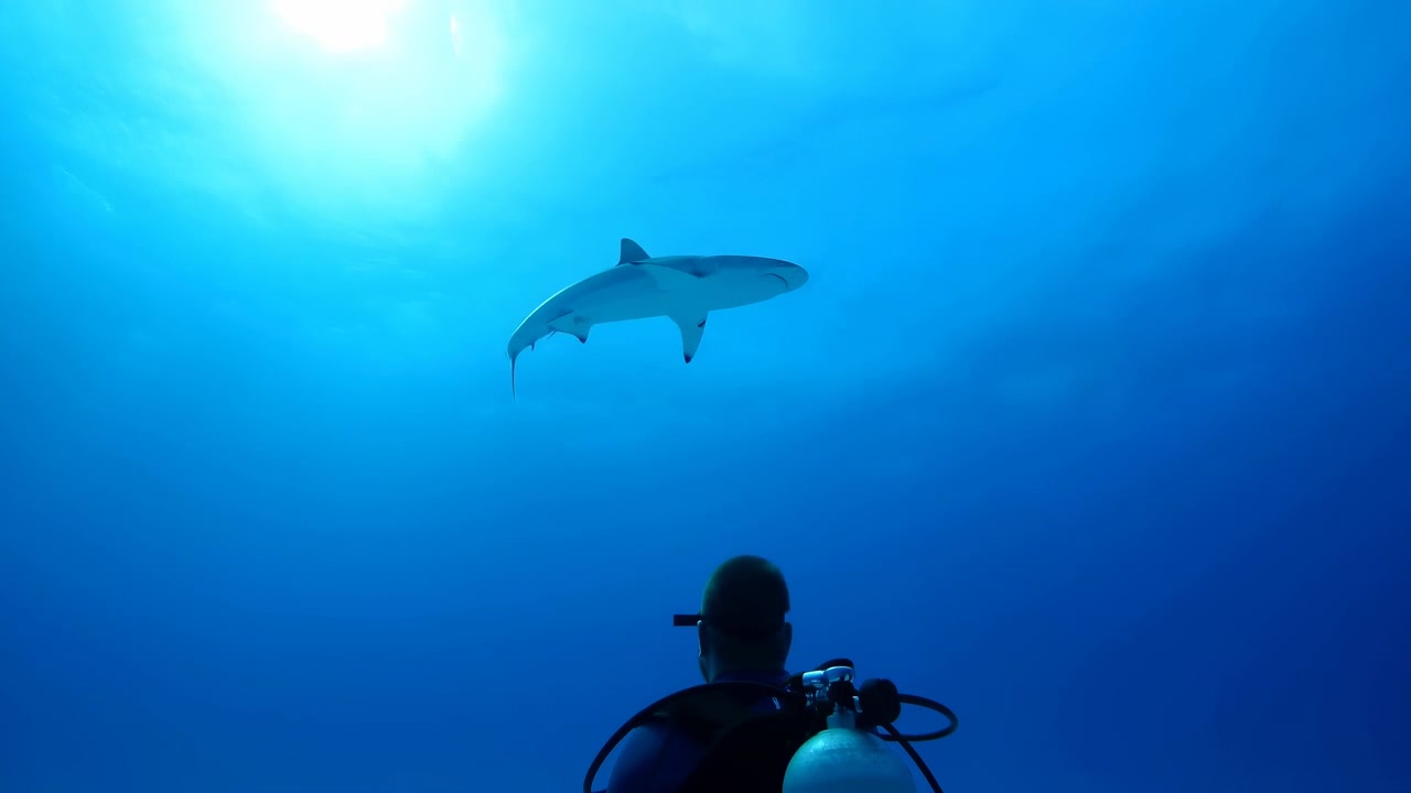 Silhouetted scuba diver in lower foreground looks upward as solitary shark rises through clear blue midwater near bright surface glow, with tank, mask, hoses, haze, contrast, spacious ocean scene