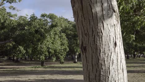 dolly shot of a grove of walnut trees in the rich farm land and orchard country of the lompoc valley california 3