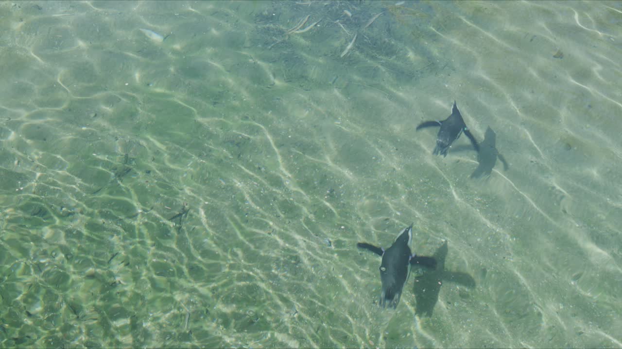Top view of two penguins swimming underwater in clear shallow water with sunlight reflections and visible sandy bottom
