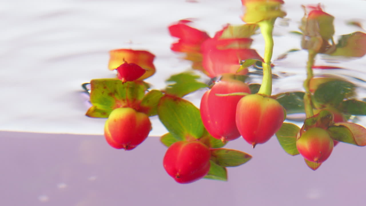 Bacche rosse sott'acqua