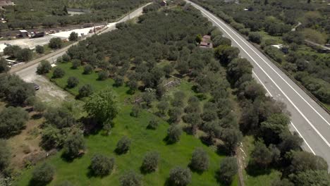 4k árboles de olivo en creta, grecia