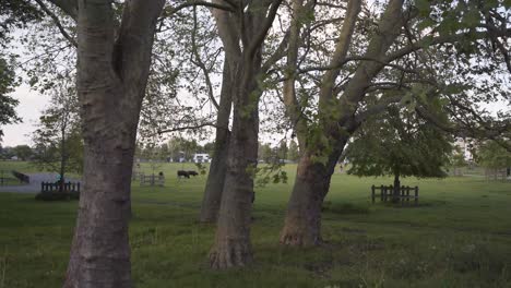 cambridge park in cambridge, england with beautiful green grass, trees and cows in the background