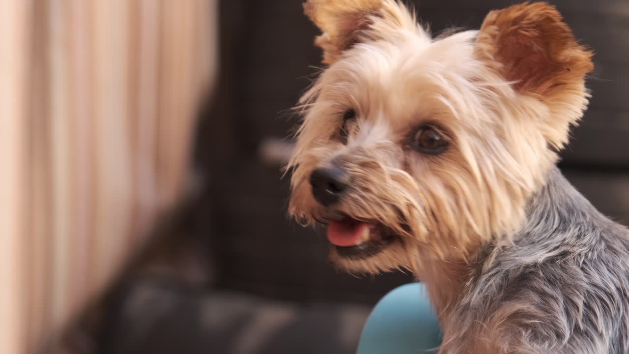 A close-up side profile of a Yorkshire Terrier dog looking to the side.