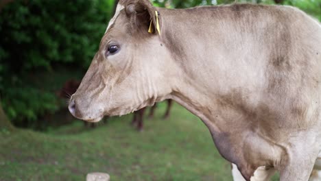 light brown tagged cow turns head as drool dribbles out, cattle herd behind out of focus