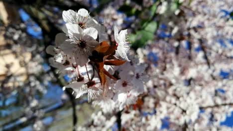 Spring-flower-blossom,-romantic-tree-moving-in-the-sunny-day-under-light-breeze