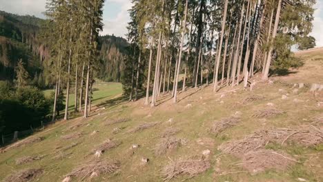 imágenes cinematográficas aéreas de un dron de carreras fpv volando a través de un parche de abetos en saling, cierny balog, eslovaquia central