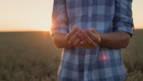 farmer's hands with grain in the sun. organic farming concept