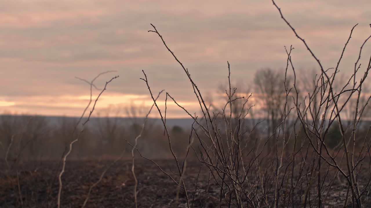 Charred remains of forest after controlled burn in Pennsylvania woods