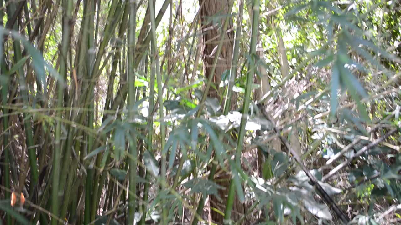 Bambuseto, riprese in corso. La natura in un giardino