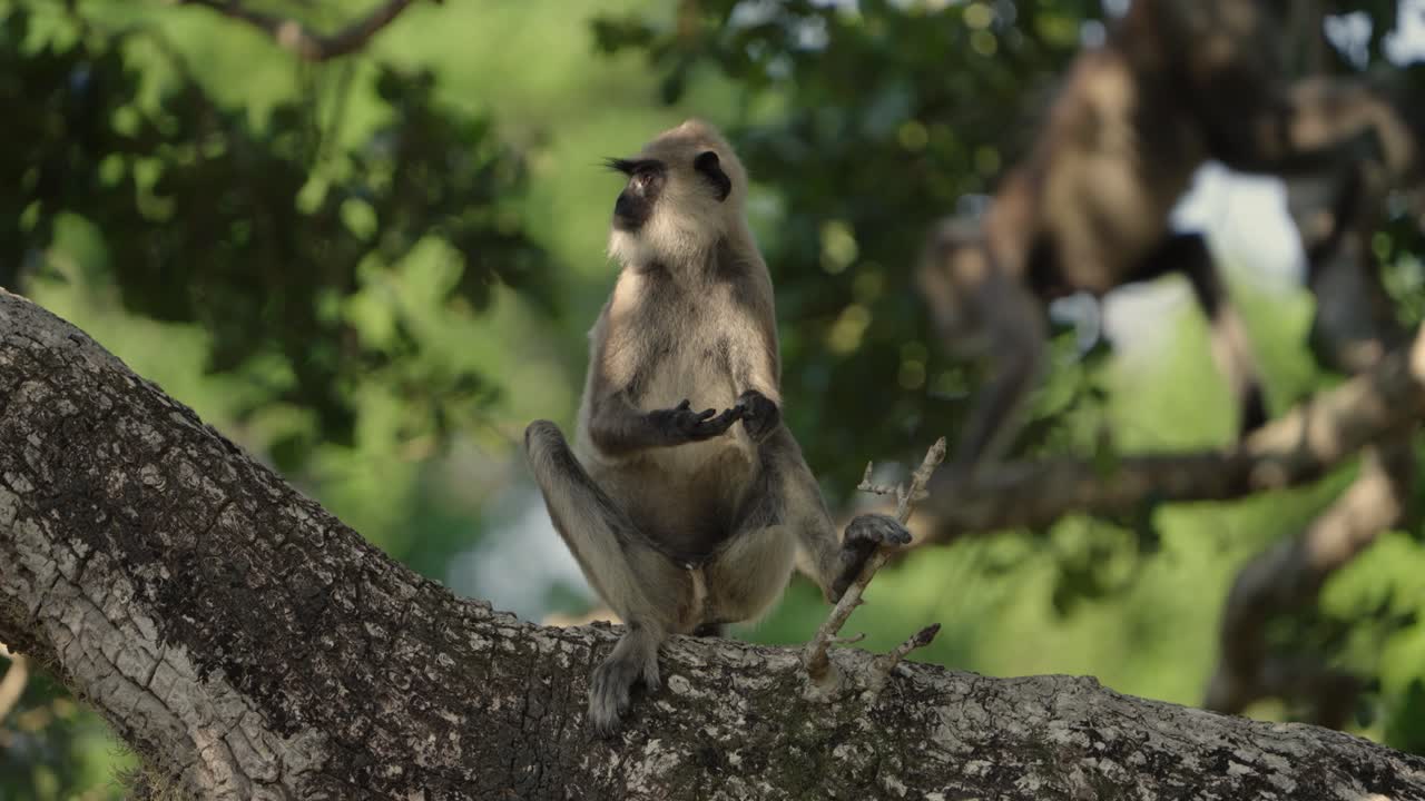 A Sri Lankan gray langur monkey sits in a tree, scratches itself, and then exits the frame as two other monkeys pass in the background. SLOW MOTION.