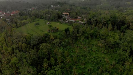 HD-4K-Bali-Rice-Fields-2018