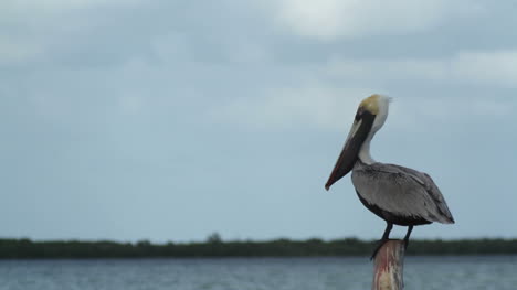 pájaros largosartos 18