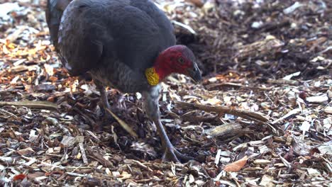 australian brushturkey, alectura lathami spotted kicking and digging up dirts on the forest floor, foraging for insects, close up shot of wildlife bird species.