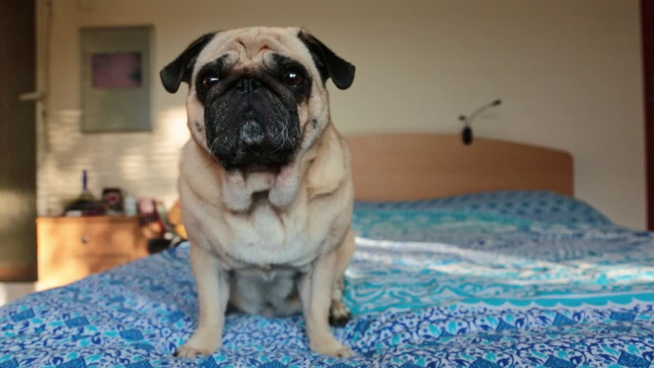 Old pug on a bed looking at the camera