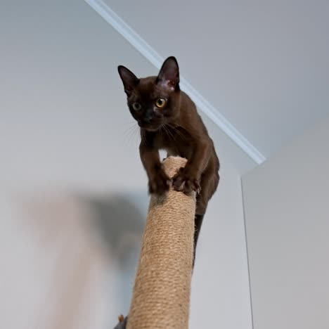 funny brown kitten at home. clever burmese cat jumping high on a carton stick indoors. purebred animal playing