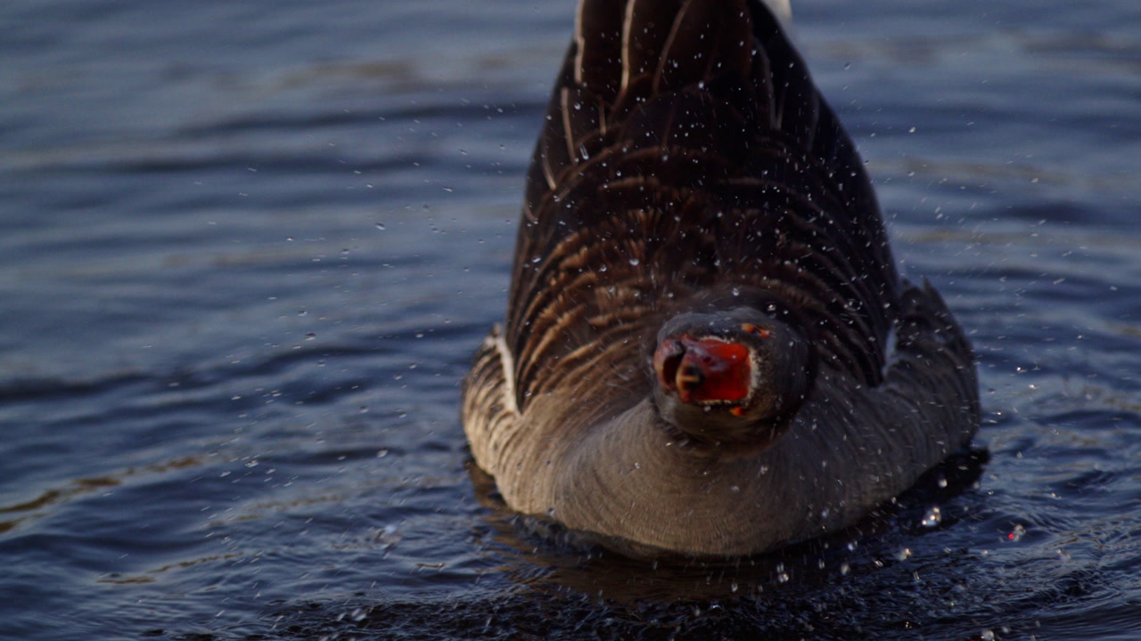 Slow motion nature shot of a goose feeding by plunging its head underwater