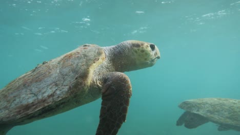 Unechte-Karettschildkröten-Schwimmen-Zusammen-Im-Karibischen-Blauen-Ozean