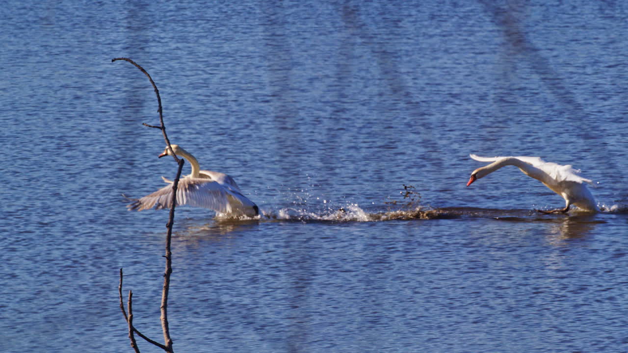 Purple martins slice through spring air in breathtaking slow motion clarity.