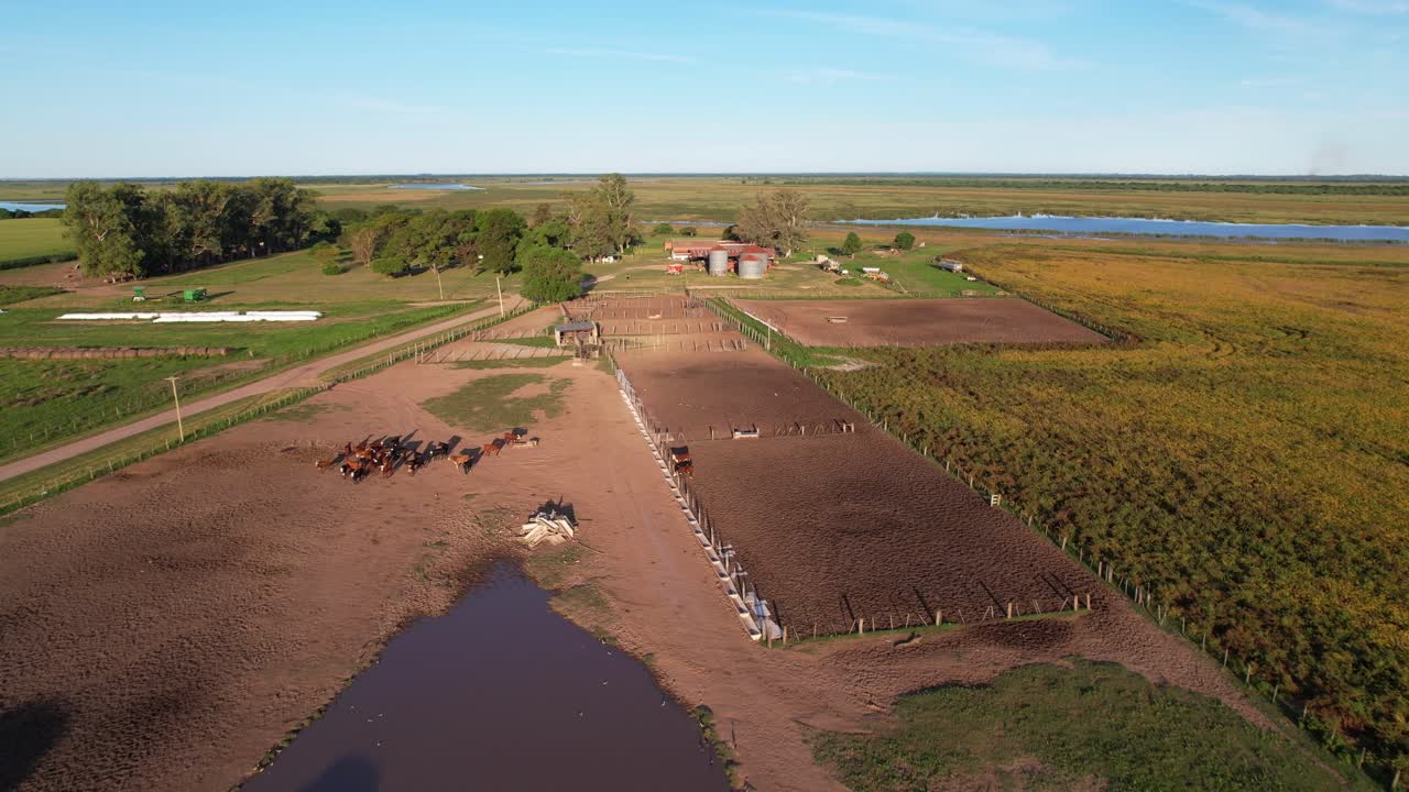 Countryside Farm on Sunny Day, Drone Aerial View of Herd of Cows on Dusty Land. Livestock and Global Warming Concept