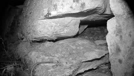 yellow-necked mouse (apodemus flavicollis) comes out from between the rocks at night and then goes back to hide there again. estonia.