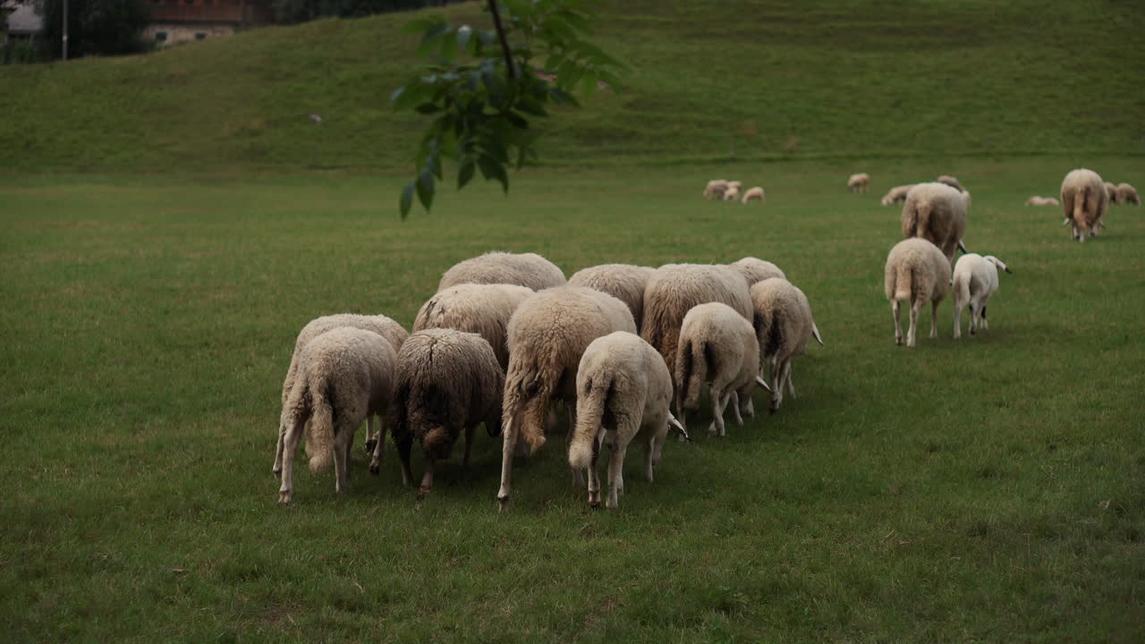 Ovejas pastando en un campo